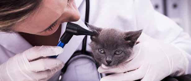 Expanding Our Reach AmerisourceBergen Animal Health a leading distribution company in the United States and in the United Kingdom, MWI Animal Health supports the healthcare industry by serving the