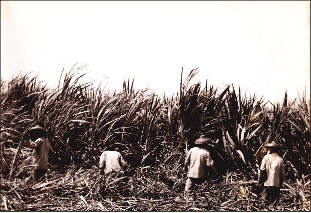 ask for territory status Cutting sugar cane Heightened demand for cheap labor in the sugar cane