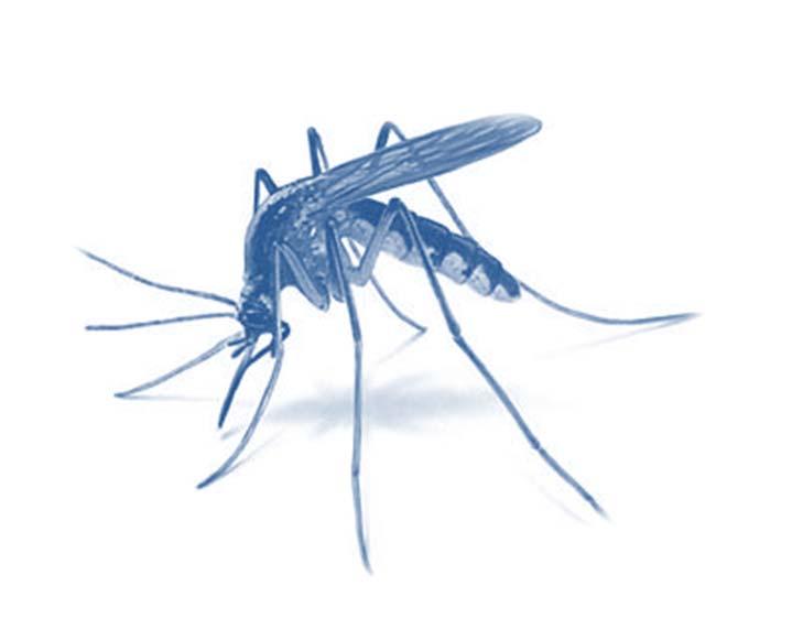 2014 Annual Report Onondaga County Health Department Vector Control (Mosquito and Rodent) The mission of the Vector Control program is to protect the community s health against mosquito borne illness