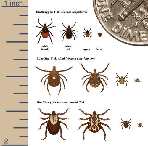 ENVIRONMENTAL PROTECTION Wildlife and Plants Can cause Lyme Disease and Rocky Mountain Spotted Tick Fever.
