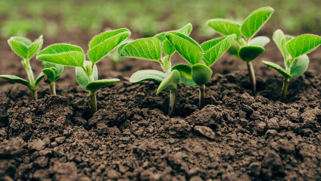 VC investments: Ag-biotech startup a BLSC new