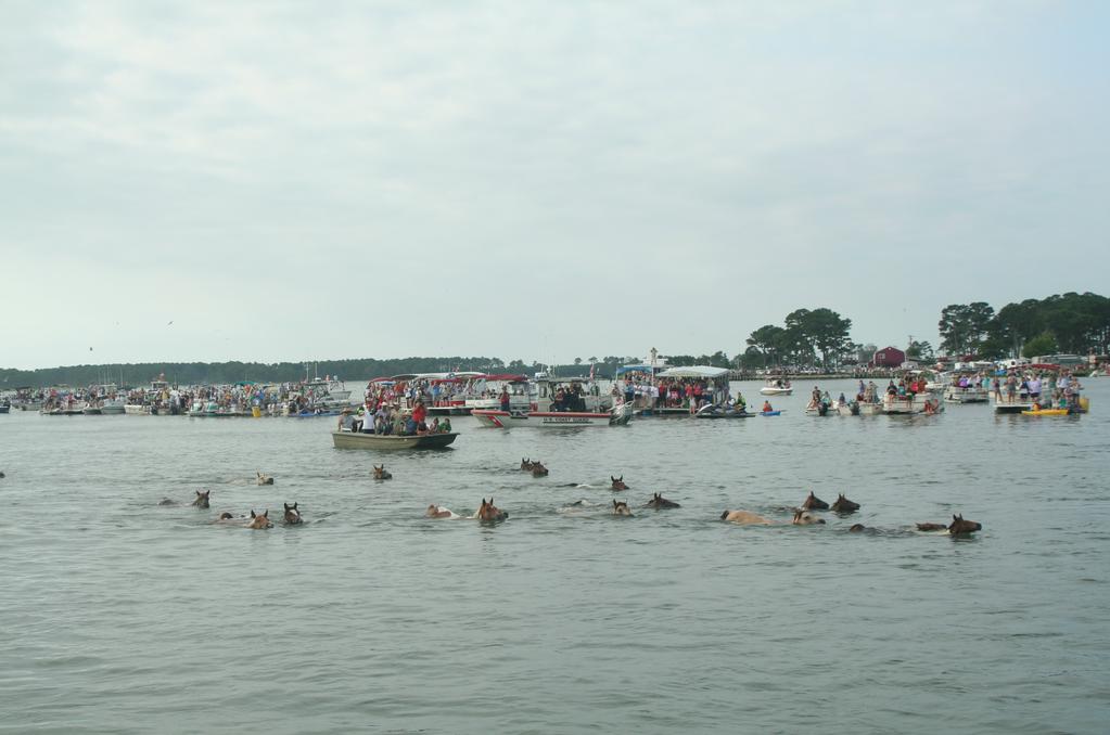 Sharing Duties Across Districts Two members perspectives Tens of thousands of spectators from around the world gather on Chincoteague Island, VA each year to watch this annual pony swim.