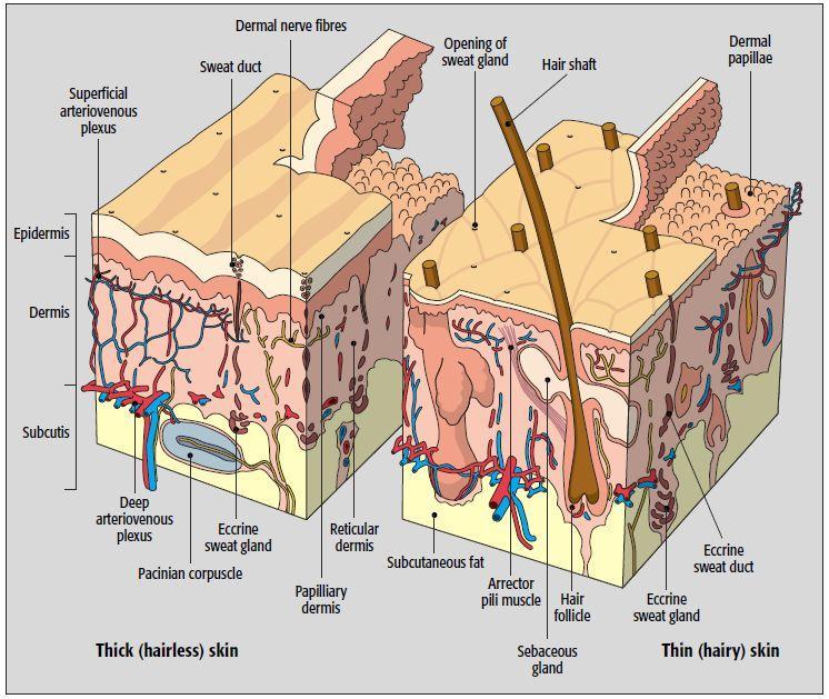 Normal Skin and Barrier Function 1.