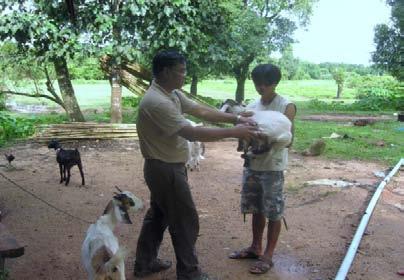 2.4.1. The veterinary care Small scale animal breeding is a common source of income and crucial activity for food security of vulnerable families in a rural area.