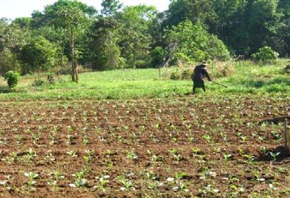 Promotion of vegetable cultivation: Since backyard gardening contributes to food security, and can be an income generating activity when implemented efficiently, SEP project is supporting it with a