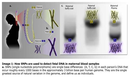 to the development of Congenital Heart Disease By: Mojisola Popoola In the department of Genetics and Molecular Biology at the Baylor College of Medicine work is been done to increase the
