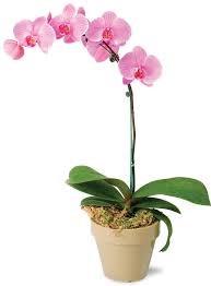 HOME HORTICULTURE & MASTER GARDENERS Extension Grants Pass Plant Clinic (541 )476-6613, http://www.jocomastergardeners.com/ Orchids 101 for Beginners Thursday October 30, 2014 5:30 to 7:30 p.m. Class Cost.
