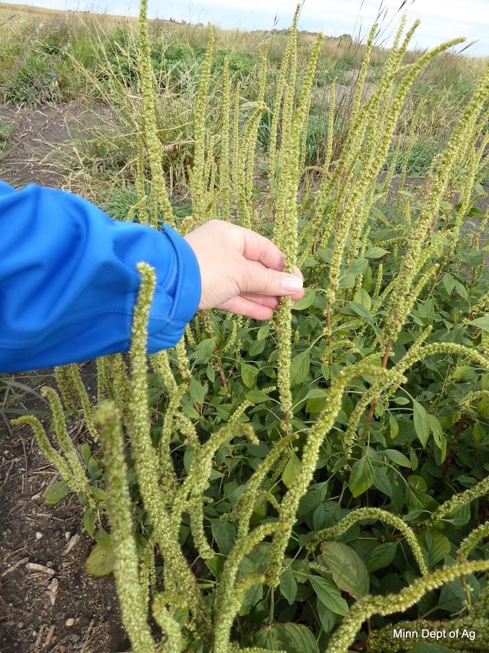 TRAVERSE COUNTY CONSERVA TION UPDATE PAGE 5 A Weed to Watch For: Palmer Amaranth Since 2014, Palmer amaranth plant has been classified as a prohibited noxious weed requiring eradication in Minnesota.