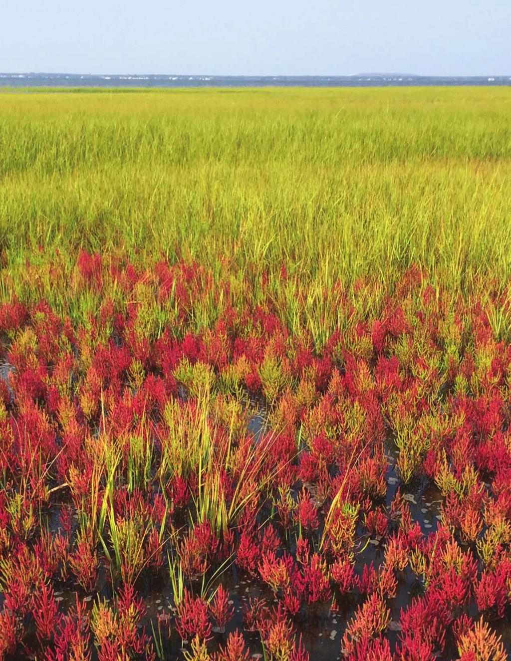 Coastal National Parks in the Northeast are comprised of some of the more pristine salt marsh habitat in the world, but