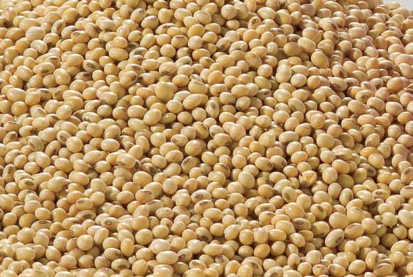 compatibility Soybean Soybean bare seed planting windows TagTeam liquid 5 days TagTeam liquid & extender 15 days Cell-Tech liquid 4 days Optimize 120 days 1 Tested without PSF 1010.