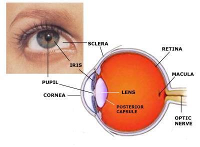 What is a Cataract? Your eye works much like a camera. The lens which is located just behind the iris (coloured part of the eye) helps the eye to focus.