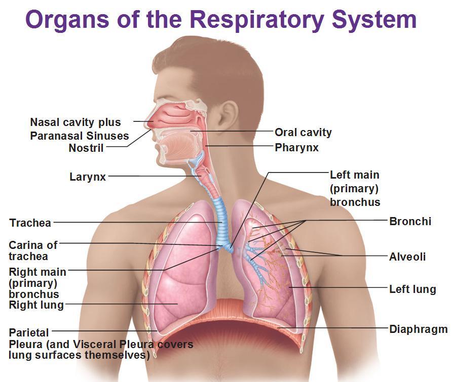 Structure of Respiratory System Trachea Lungs Thoracic cage Muscles of respiration Structure of respiratory system, other specified Structure of respiratory system, unspecified International
