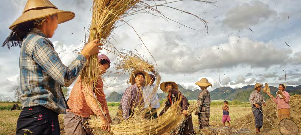 Shutterstock: Soft Light Once the world s biggest producer of rice, Myanmar s potential for agriculture is considerable Shutterstock: Happystock The popular markets of Myanmar showcase the abundance