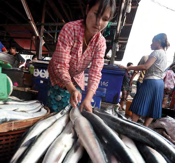i n - d e p t h FISHING oceans of potential oceans of potential As added-value products multiply and a switch from fishing to aquaculture is undertaken, the seafood industry becomes vital to Myanmar