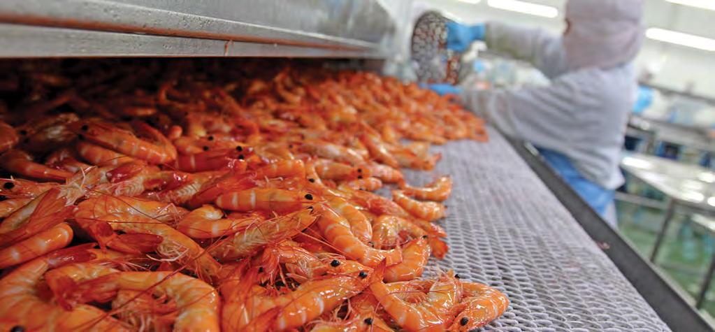 Shutterstock: Visarut Sankham High-quality prawns from Myanmar are coveted by neighboring countries, and can become a value-added product of the local seafood industry With a coastline of about