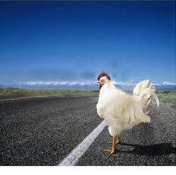 The question Too vague Why did the chicken cross the road?