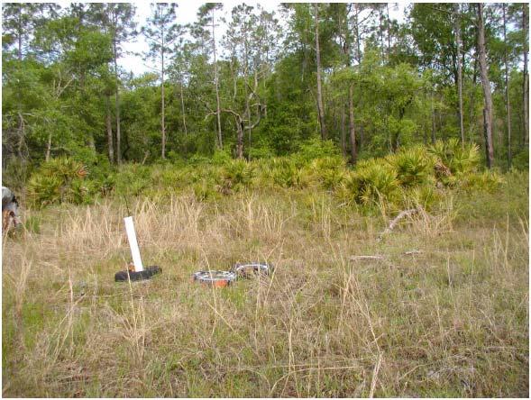 Range Vegetation Conditions Photograph to Left: Dense undergrowth in