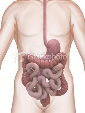 Diagram of Digestive Tract Oesophagus Stomach Transverse colon Ascending