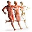 Diseases and Conditions of the Musculoskeletal conditions of the