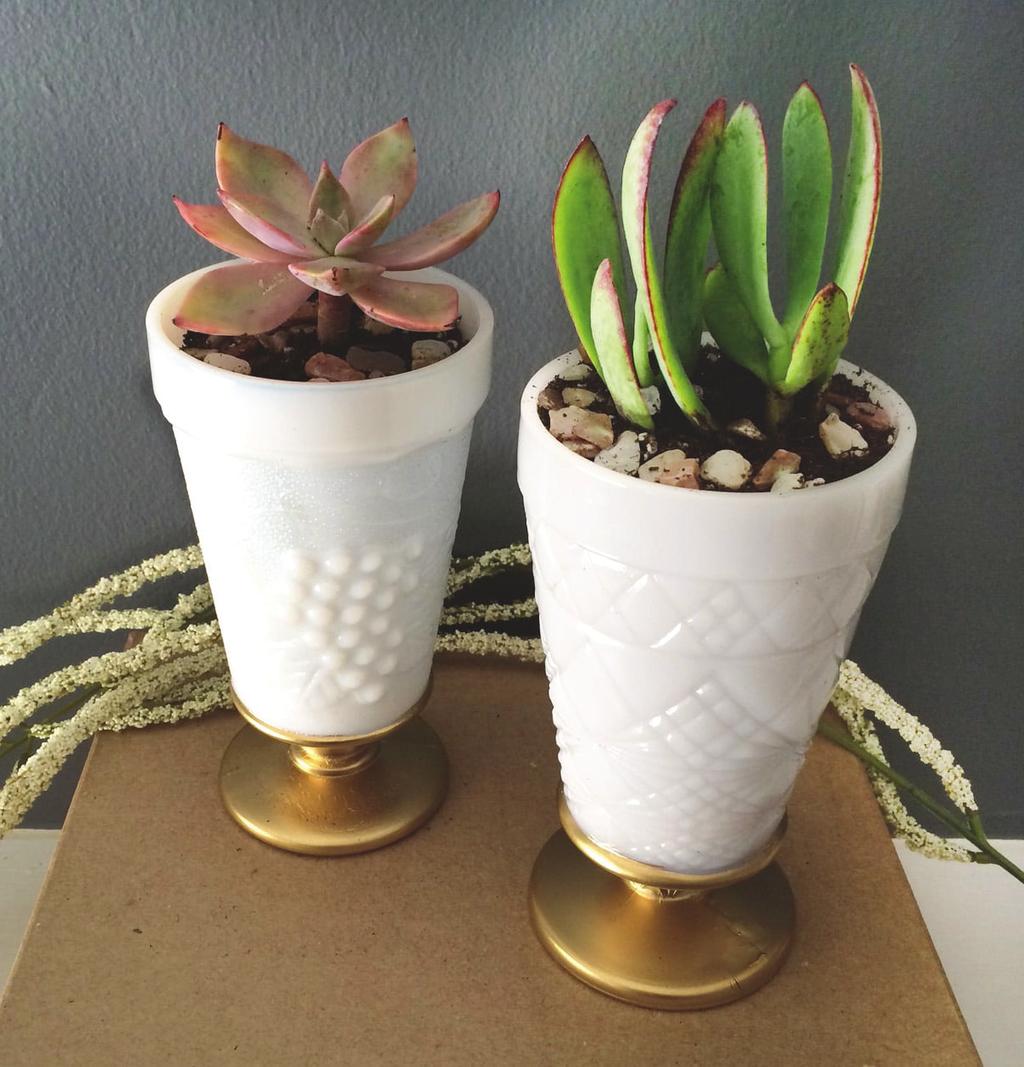Build your own succulent container garden and learn how to care for these fun desert plants while also learning about growth habits.