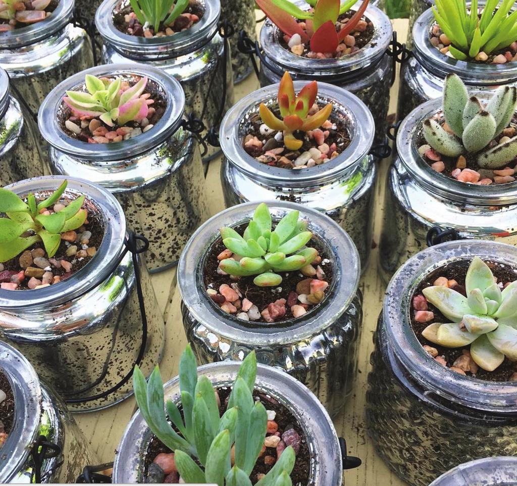 We will walk you through easy steps with plenty of demonstrations and hands-on help along the way as you create your very own succulent container garden.