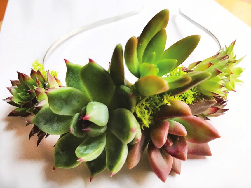 Planthropy s fun, hands-on workshops include: Teaching the craft of creating a living piece of art Education on these fun little plants, including their growth habits, care