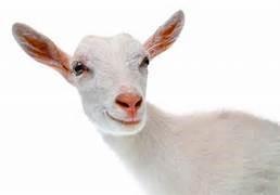 Share-a-Kid 2018 Are you interested in having an animal project, but don t know which animal would be a good fit? The Iowa Dairy Goat Association is offering the Share-a-Kid program for 2018.