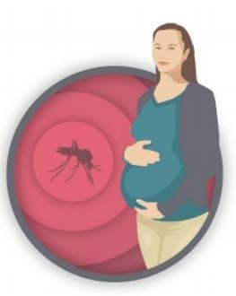 Potential risk of birth defects due to Zika US Zika Registry data analysis 6% of fetuses or infants had birth defects If infection occurred in the first trimester, 11% had birth defects Brazil