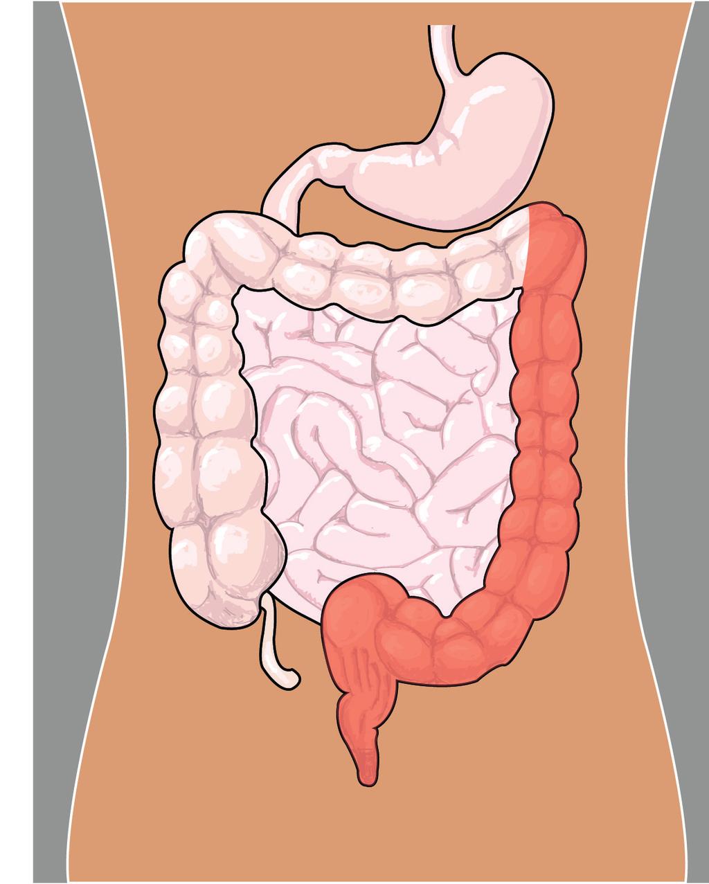What is a gastroscopy? It is an examination of the inside of your oesophagus (gullet), the stomach, and the duodenum (the first bend of the small intestine). See the diagram.