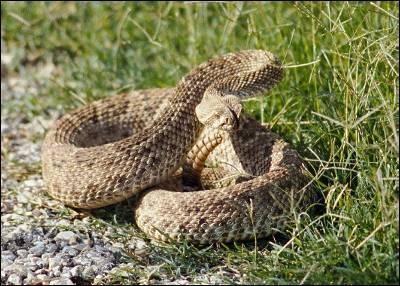 RATTLESNAKES This is a poisonous snake found in grassland areas, most often seen sunning themselves on rocky