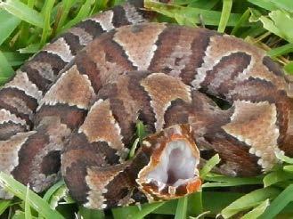 Family Wellness and Resilience Local Hazards In Mississippi, venomous species include the Eastern Diamondback rattlesnake, pygmy rattlesnake, timber rattlesnake, cottonmouth, coral snake and the most