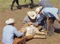WORKING CATTLE RANCH EXPERIENCE Description: The Working Cattle Ranch Experience is an educational program designed to stimulate an interest in, and respect for the history and traditions of the