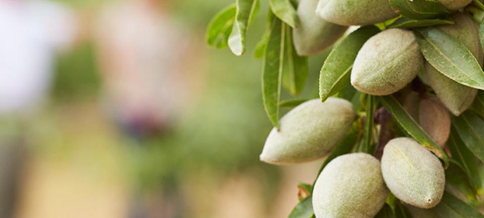 The Almond Food Safety Plan Teaching