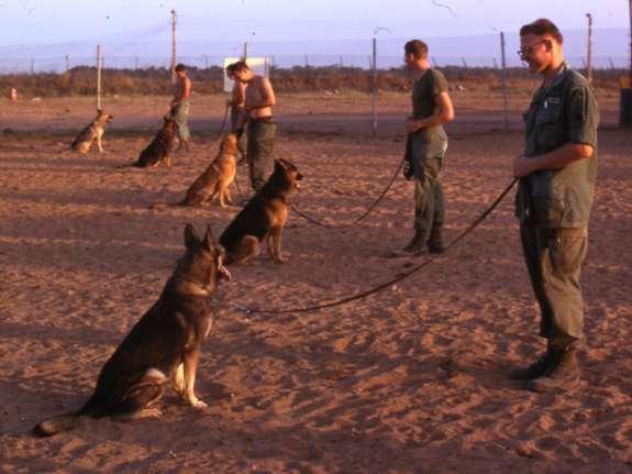 Sentry dog training Sentry dog handlers and