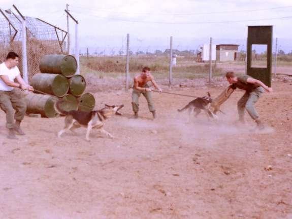More sentry dog training, Soc Trang Jackson is the one without the shirt.