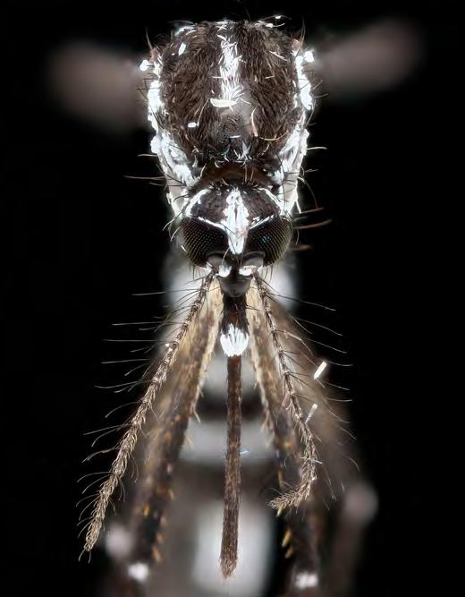 Different mosquito species have unique behaviors and habitats, making mosquitoes difficult to control. Some bite at night, while others bite during the day.