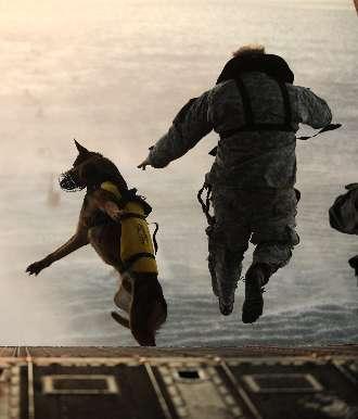 Excess Property Programs - Military Working Dog (MWD) Program Allows law enforcement agencies (LEA), former handlers, and qualified civilians to adopt a MWD that is declared excess to the needs of