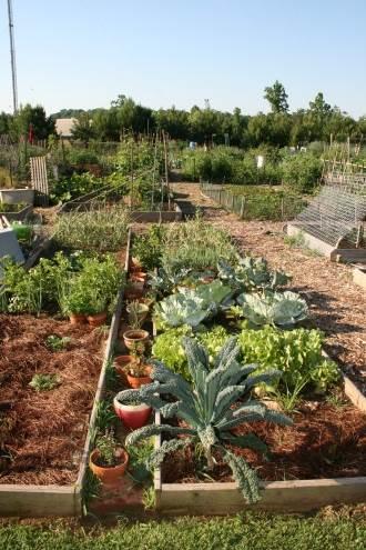 Composting Gardens Pop-Up Farmer s Market (SNAP vouchers)