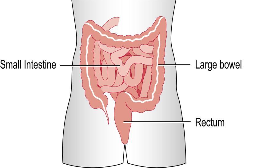 Large Bowel Resection What is the large bowel? The large bowel (also called the large intestines or colon) is the last part of the intestines.