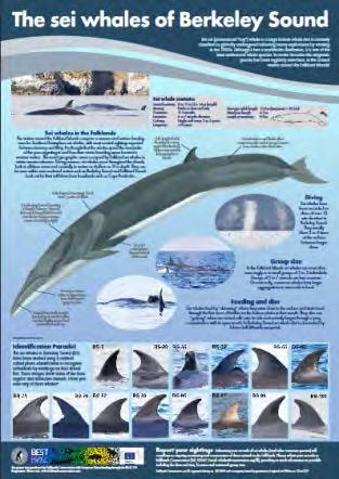 review of the national cetaceans Species Action Plan Numerous