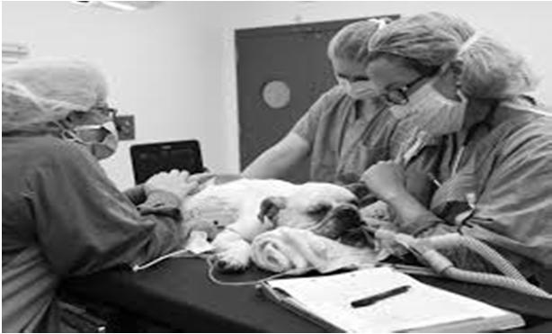 Veterinarians (DVM) Treat and prevent disease in animals, including dispensing