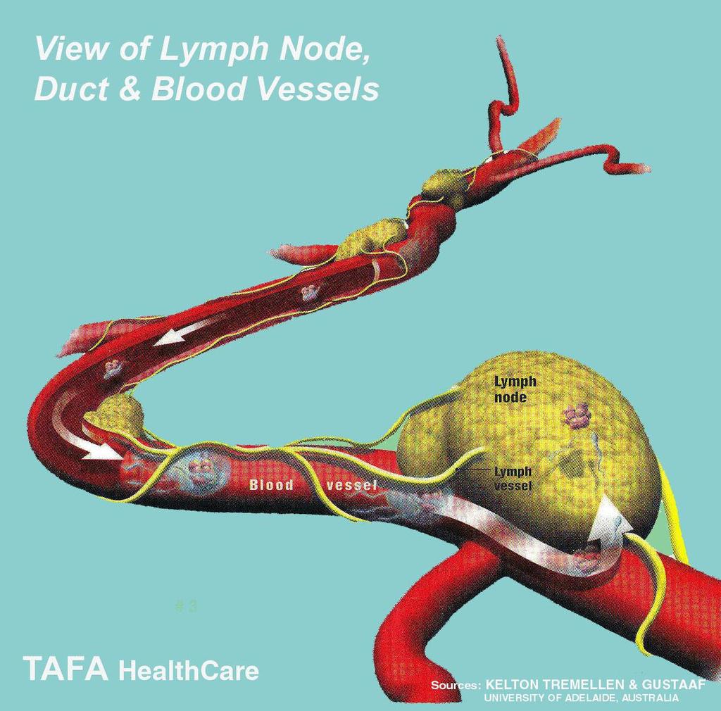 Lymph Node,