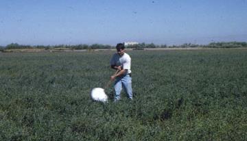 213 Idho Lygus pesticide trils Pesticide tril methods.