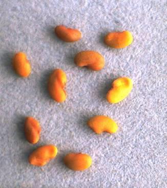 Lygus dmge to lflf seed Most dmge from feeding on immture seeds in developing pods Most (> 7%) dmge cused by 4 th nd 5 th
