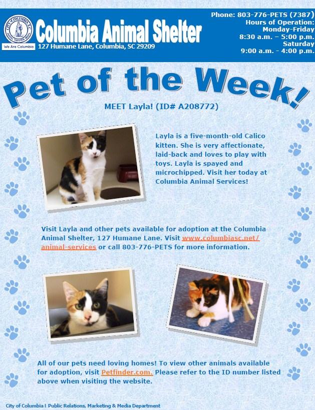 PET TIP November is Adopt-a-Senior-Pet Month!