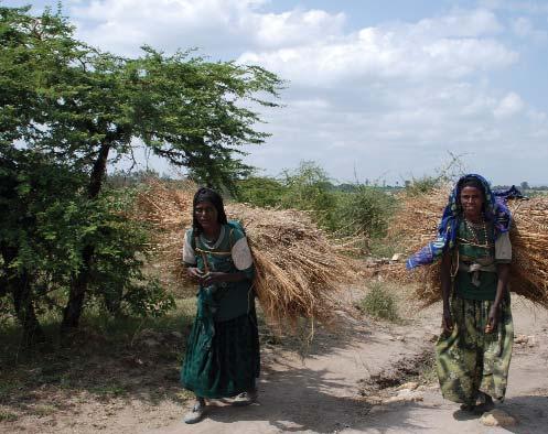 Assessments Women carrying grass grown in the Awassa region of Ethiopia, which they sell in the market to get a small income WFP/Judith Schuler, Ethiopia, 2009 Contextual data collection in nutrition