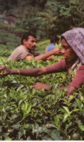 96 INTERNATIONALIZING THE CAMPUS 2003 Tea plantation workers in Munnar, Kerala, India. (Photo by Julia Jackson 03) For a role model, St.