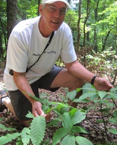 President s Message THE AMERICAN CHESTNUT FOUNDATION SUNY-ENVIRONMENTAL SCIENCE & FORESTRY The American Chestnut Foundation New York State Chapter 302 Bateman Road Laurens, NY 13796 http://www.acf.