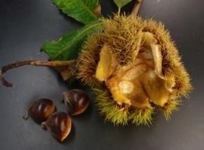THE BUR The American Chestnut Foundation New York State Chapter C/O Fran Nichols 302 Bateman Road, Laurens, NY 13796 Cut here Become a member of The New York State Chapter of The American Chestnut