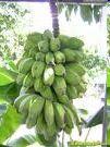 GOLDEN SABA The Philippines has been exporting bananas to the United States, Japan, Australia, Canada and Middle